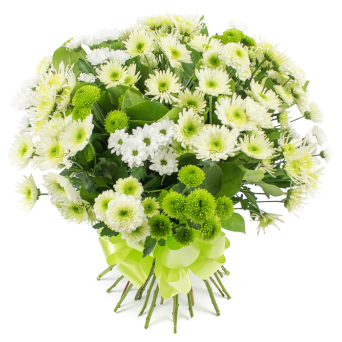 The image presents a beautifully structured hand-tied bouquet of chrysanthemums, photographed against a flawless white backdrop that highlights every nuance of green and cream. At first glance, your attention is drawn to the large, fully opened chrysanthemum blooms, their petals a harmonious blend of soft white and creamy vanilla. Each flower head is made up of countless slender petals, slightly overlapping and curling outward from subtle greenish-yellow centres, giving the bouquet a plush, traditional character. Surrounding these are sprays of smaller chrysanthemum florets, reminiscent of miniature daisies, in clear white tones that add a light, airy texture and prevent the arrangement from feeling too heavy. Interwoven with these paler blossoms are numerous lime green pompon chrysanthemums, tiny globes of closely packed petals that provide a lively, contemporary contrast. Their bright colour injects a hint of playful energy, rather like the vibrant pockets of greenery you find scattered around Canonbury's residential squares and gardens. Darker green foliage, with a slightly serrated, natural shape, is carefully threaded through the bouquet, providing depth and a gentle frame that enhances the white blooms. The stems are gathered together with precision, cut cleanly at the bottom, and bound with a broad lime green satin ribbon that has a glossy, almost mirror-like sheen. The ribbon is tied into a multi-looped bow, echoing the rounded forms of the pompon mums and lending a celebratory finish. This bouquet feels versatile and considered, perfect as a gentle yet uplifting gesture for new home celebrations near Essex Road, quiet sympathy tributes, or simply bringing a breath of fresh, garden-inspired calm into a Canonbury apartment.