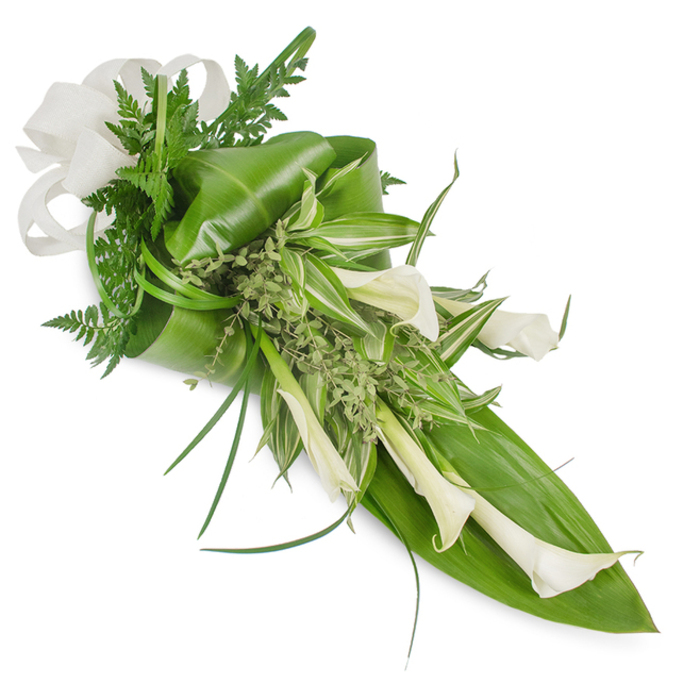 A gracefully elongated hand-tied bouquet set against a clean white backdrop, this composition balances crisp white Calla Lilies with a rich ensemble of greens to achieve a minimalist yet emotive statement. Several creamy white Calla blooms, some tightly furled, others opening into full trumpets, are positioned so their elegant lines descend from the top-left toward the lower-right, their satin-like petals catching diffuse daylight and revealing subtle contours. Underpinning the lilies are large, glossy, emerald leaves that have been gently curved and wrapped to form a structured base, while striking variegated foliage-streaked with pale green and cream-threads through the centre to enliven the palette. Delicate fern fronds soften the architectural greens, their feathery texture lending a woodland intimacy, and tiny pale-green herbaceous sprigs tuck into crevices to add a frothy, natural filler. A soft off-white ribbon, with the texture of linen or burlap, is finished in a modest bow at the upper-left, offering a handcrafted touch that feels perfectly at home in a Canonbury streetscape from New River Walk to St. Paul's Road. The arrangement moves with a subtle rhythm: curved leaves, arcing grasses and the downturned lilies create a soothing flow that reads as thoughtful and contemporary. Whether envisaged as a refined bridal accent, an elegant anniversary gift, or a dignified tribute, this bouquet embodies tactile contrasts-smooth petals, glossy leaves and woven ribbon-that convey a sense of calm, attention and timeless beauty typical of local floristry on Essex Road.