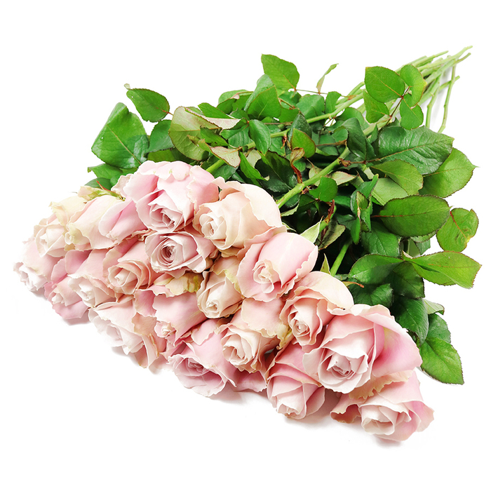 From a high, almost overhead viewpoint, a sumptuous bouquet of approximately two dozen long-stemmed pink roses spreads diagonally across a flawless white background, as though resting on a pristine table in a calm Canonbury home. The blossoms cluster towards the lower portion of the image, forming a lush, rounded mass of soft colour. Each rose displays a subtle gradient of pink, from the palest blush at the outer petals to a slightly deeper, dusty rose and faint lavender tone at the core, where the petals spiral tightly in layered rosettes. Some blooms are still in their elegant bud stage, petals wrapped closely together with a sense of poised anticipation, while others open more generously, revealing intricate, velvety interiors that speak of tenderness and quiet emotion. The petals themselves look thick yet satin-smooth, gently curved and lightly ruffled at the tips, catching the light so that delicate highlights and shadows give depth and dimension to each flower. Surrounding the rose heads, glossy dark green leaves crowd the stems, their vibrant colour and firm texture forming a strong, natural frame that makes the pastel flowers appear even softer by contrast. The stems run upwards and out of sight, aligned in a loose, slightly fanned bundle that hints at an expertly hand-tied design by Canonbury Flowers, ready for same-day delivery to nearby streets off Upper Street or around Canonbury Square. The white background and even lighting create a sense of purity and stillness, reflecting the quiet dignity of sympathy flowers. This image evokes feelings of comfort, remembrance, and understated beauty, ideal for honouring a loved one or sending a gentle message of support during a time of loss.