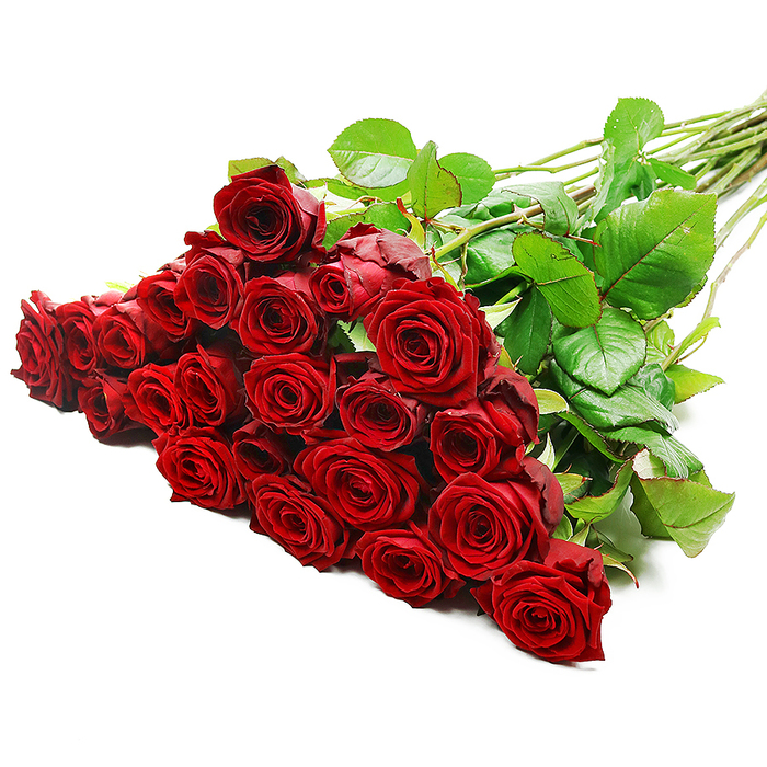 A dramatic hand-tied bouquet of long-stemmed red roses stretches diagonally across a crisp white backdrop, evoking the atmosphere of a refined studio just off New North Road in Canonbury. The roses are massed generously at the left, easily two to three dozen heads pressed close in an artful embrace, their deep ruby-red petals layered in tight spirals that gradually unfurl towards the outer edges. Each bloom looks freshly opened, with a velvety surface that seems soft enough to leave a whisper of fragrance on the air, conjuring images of early-morning deliveries to Canonbury Flowers. Interwoven among the rose heads are glossy dark green leaves, providing a natural frame that sets off the rich colour of the petals. The leaves catch the bright, even lighting from above, with subtle highlights tracing the contours of their curves and the delicate serration of their edges. From the dense cluster of blooms, the long, sturdy stems sweep to the upper right, forming a clean diagonal line that suggests the bouquet has been carefully placed down for a final check before being wrapped for local delivery to a townhouse near Canonbury Square or a romantic dinner setting by Highbury Corner. The stems are a fresh, lively green, with the occasional small thorn visible along their length, a quiet nod to the authenticity and garden-grown origins of the flowers. The pure white background removes any distractions, focusing attention solely on the intensity of the reds and the structured yet natural flow of the composition. The overall mood of the image is one of luxurious romance and confident affection, perfect for anniversaries, Valentine's Day surprises, or heartfelt declarations of love across Canonbury.