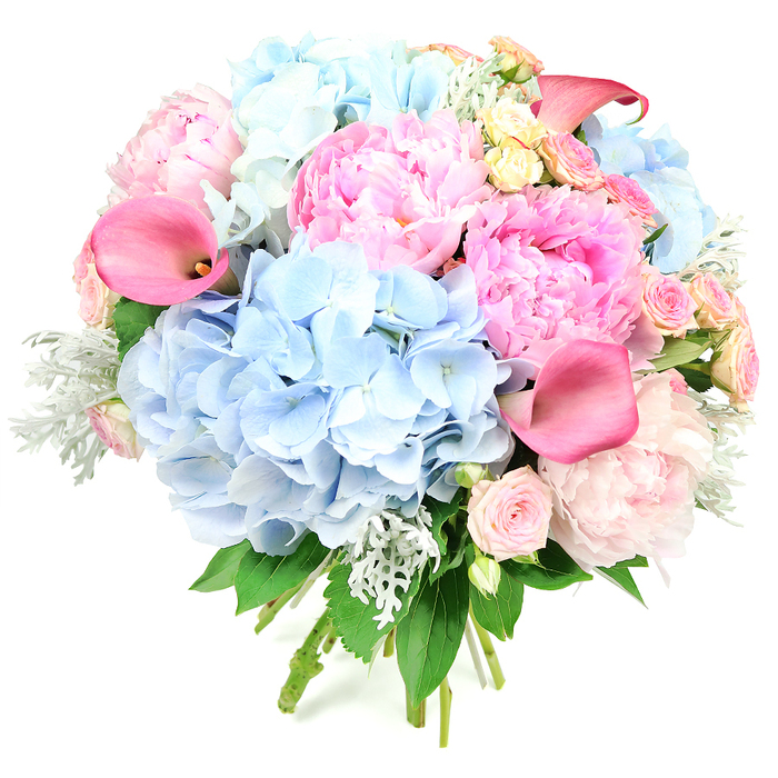This image presents a sumptuous, rounded bouquet set crisply against a stark white background, where every blossom is given room to breathe visually. Dominating the arrangement are voluptuous clusters of pale, powder-blue hydrangeas, their many tiny petals merging into pillowy clouds of colour that create an immediate sense of softness and calm. Between and around them, lush peonies in a spectrum of pinks-from the faintest blush to a vibrant, almost fuchsia tone-burst open with densely layered, ruffled petals, suggesting both romance and abundance. Cutting gracefully through these rounded shapes are sleek calla lilies, their trumpet-like blooms in rich coral-pink and fuchsia emerging on smooth, upright stems, adding a sense of height and contemporary style to the design. Smaller, delicately cupped spray roses in soft shell-pink and a scattering of creamy yellow garden-style roses are placed with care throughout the bouquet, bringing fine detail and subtle shifts of tone that reward a closer look. Silvery-green dusty miller leaves, with their velvety, slightly frilled edges, peek from between the blooms, mingling with glossy darker greenery to add depth, contrast, and a cool, almost moonlit accent. The hand-tied stems are visible at the base, their natural lines aligned neatly, evoking the feeling of a bouquet just finished on the workbench of an experienced Canonbury florist. The overall mood is joyful yet refined, like a celebration unfolding in one of Canonbury's elegant townhouses or along the leafy paths towards Islington Green. Perfect for wedding flowers, milestone birthdays, or welcoming a new baby, this arrangement communicates affection, gratitude, and a quietly confident joy.