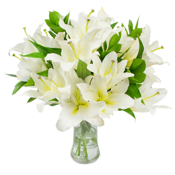 A generous bouquet of white lilies, densely assembled, occupies the frame with serene authority, each blossom a study in clean lines and soft curvature. The petals are a luminous, unblemished white, layered and unfurling in smooth arcs; nearer each flower's centre a faint creamy-yellow wash gives the throat a subtle, natural warmth. From several open blooms rise the long, slender stamens whose pale greenish-yellow filaments carry warm-brown anthers-small, tactile accents that lend the arrangement realistic texture and delicate contrast. Sprays of long, lance-like dark green leaves are threaded throughout, their glossy surfaces and pointed shapes creating rhythm and depth against the rounded forms of the lilies. The classic clear glass vase-narrowing slightly at the neck and broadening at the base-holds clean water in which the straight, pale green stems are visible, neatly cut and gathered to support the bouquet's generous volume. The clean white background removes distraction, focusing attention on the lilies' shapes, the gentle interplay of shadow and light, and the bouquet's overall fullness. Imagine this placed on a polished table near Upper Street or gifted from a Canonbury shop to mark a moment of quiet remembrance or a refined home celebration; it reads as both solemn and uplifting. The implied sensations-the soft velvet of petals, the faint sweetness of fragrance, the cool clarity of water-combine to create an impression of purity, calm, and considered workmanship, the kind of arrangement an experienced florist would prepare for families seeking dignity or neighbours sharing gentle congratulations.