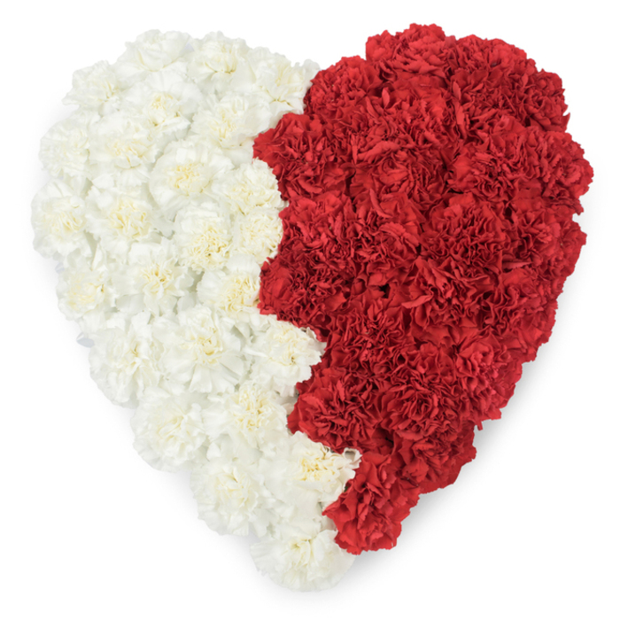 A meticulous, heart-shaped floral design crafted entirely from fresh carnations, viewed from above against a clean white field. The left half of the heart is a continuous expanse of creamy, almost luminous white carnations, petals folding in soft waves to create a calm, pillowy surface; the right half is densely packed with vivid, true-red carnations whose layered, crinkled petals lend a sumptuous, tactile depth. Between these two planes runs a vertical division formed of a serrated, saw-tooth line with distinct triangular points - a design detail that echoes the graphic rhythm of a national emblem and gives the heart a strong, flag-like presence. Light strikes the blooms subtly, bringing out the tiny ridges and the faint gloss along the petal edges while casting gentle shadows into the clusters, so the composition feels both sculptural and intimate. From a florist's viewpoint in Canonbury this arrangement sits well within civic or cultural observances, suitable for National Day commemorations or diplomatic events, carrying both patriotic symbolism and personal sentiment for families and organisations on Upper Street or at local community halls. The craftsmanship is evident in the even density of each colour block and the precision of the jagged boundary; each carnation is placed to support the overall silhouette, ensuring the heart reads clearly from a distance yet rewards close inspection with its individual blooms. The piece speaks of pride, unity, and careful remembrance, a floral statement that blends artistry and respect.
