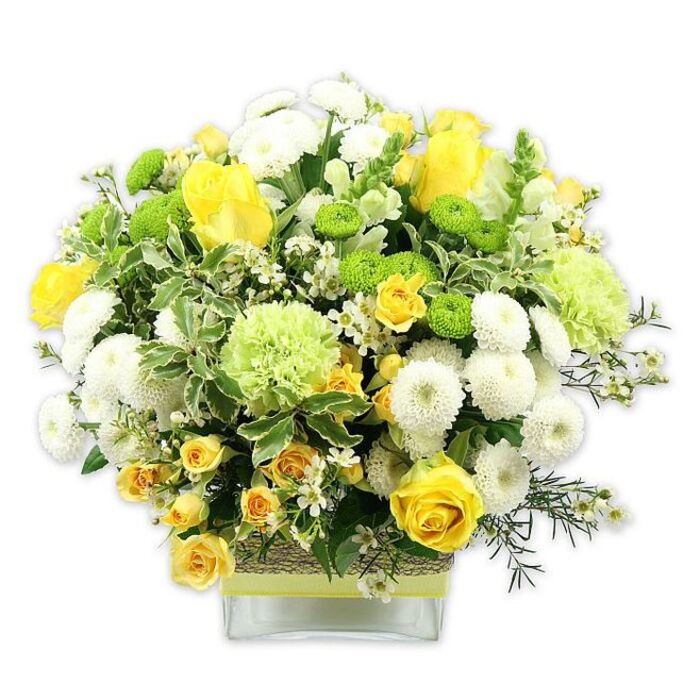 A lush, dome-shaped floral arrangement rests in a low, square glass vase, its colours of sunshine yellow, crisp white, and lively lime green glowing vividly against a pure white backdrop, like a burst of spring along Canonbury's leafy avenues. Full yellow roses, their petals layered in tight spirals, take pride of place, complemented by petite yellow spray roses that cluster together, adding intricacy and a sense of abundance. Surrounding these focal blooms are rounded white pompom chrysanthemums, each composed of countless tiny petals that create a cushion-soft texture and enhance the bouquet's generous outline. Between them appear vivid lime green button chrysanthemums and larger, ruffled pale green blooms that resemble frilly carnations or specialty green mums, lending a fresh, contemporary twist to the classic yellow-and-white palette. Fine white filler flowers, such as tiny asters or gypsophila, are scattered like stars between the larger blossoms, gently lifting the design and adding an airy brightness. The arrangement is richly backed with varied greenery: broad, variegated leaves edged in creamy white, glossy darker foliage, and light, feathery sprigs that spill naturally over the rim of the vase, suggesting a garden bouquet freshly gathered and expertly refined. The clear glass vase showcases the straight, carefully trimmed stems, while its middle is wrapped in a rustic band of woven natural fibre, topped with a neat lime green ribbon that echoes the playful green mums. Every element has been placed with the practiced hand of a local florist, the kind you might visit on your way home through Canonbury, creating a piece that feels perfect for birthdays, new-home celebrations, or as a radiant centerpiece for a small gathering around a dining table near Essex Road.