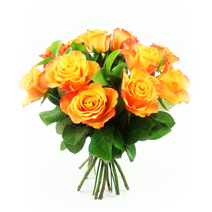 A vivid cluster of bi-colour roses takes centre stage against a flawless white backdrop, the bouquet composed of roughly a dozen blooms that together form a rounded, almost spherical arrangement bursting with warmth. Each flower reveals a seamless gradient of colour, starting with a bright, buttery yellow at the core and flowing outward through honeyed gold and apricot to a richer, fiery orange, with a whisper of red-orange at the very edges of some petals, reminiscent of the glowing skies you sometimes catch over Canonbury Square at dusk. The petals are densely layered, overlapping in tight spirals that gradually loosen toward the edges, giving each bloom a soft, ruffled silhouette and a sense of movement, as though the roses are gently breathing. Most of the flowers are at full, open bloom, proudly displaying their intricate hearts, while a few still hold a slightly cupped shape, suggesting the bouquet will continue to evolve over the next few days on a mantelpiece or windowsill along Essex Road. Interwoven throughout the roses are generous sprigs of deep, glossy foliage, their firm, textured leaves providing a verdant frame that intensifies the warmth of the petals. The contrast of saturated greens against the golden-orange tones feels both lively and harmonious, like a small piece of late summer captured in a hand-tied design. Below, a tidy bundle of strong green stems extends just into view, aligned and freshly cut, hinting at professional preparation by local florists familiar with Canonbury homes and studios. The bright, shadow-free lighting ensures every detail is visible-from the fine veining on the leaves to the velvety surface of each petal-creating an impression of freshness and joy. This is the kind of bouquet that would be chosen for a cheerful birthday in N1, a romantic gesture along Canonbury Road, or a simple, heartfelt thinking of you on a quiet evening in North London.