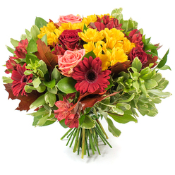 A densely packed, rounded hand-tied bouquet that reads unmistakably of fall: bold deep-red gerbera daisies with flat, dramatic petals and dark centres sit alongside velvety burgundy roses, while cheerful sprays of small yellow chrysanthemums create textured pockets of light throughout the design. Coral-pink and soft peach roses thread through the composition, offering gentle blushing highlights, and orange-red alstroemeria contribute narrow, patterned petals that catch the eye with their star-like form. The blooms are cushioned by a mix of glossy dark-green leaves and lighter, almost variegated foliage that gives depth and breathes between the flowers. Key to the seasonal story are several large, reddish-brown and bronze-toned autumn leaves tucked into the bouquet like tiny landscapes, their lobed shapes evoking oak or maple and underlining the harvest mood. The stems are neatly bound at the base, the fresh green stalks visible against the pristine white background, a sign of careful, professional hand-tying.

There is a subtle sense of warmth in the arrangement: the velvety texture of roses, the crisp, slightly papery feel of the seasonal foliage, and a soft, honeyed floral scent suggested by the mix. Ideal as a Thanksgiving table focal point or a cosy gift for friends in Canonbury, this bouquet is the kind of seasonal piece we prepare at Canonbury Flowers, crafted to sit well on a dining table near New North Road or to be delivered to homes around Essex Road and the nearby markets.