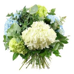 A luxurious hand-tied hydrangea bouquet is shown against a crisp white background, its soft palette of white, blue, and green evoking the serenity of a quiet walk through Canonbury's leafy streets. Dominating the composition is a rounded, cloud-like mound of creamy white hydrangea at the centre, made up of hundreds of small, four-petalled florets that create a gently rippled surface. Encircling this focal bloom are generous heads of pale sky-blue hydrangeas, their petals subtly variegated from dusky blue at the edges to softer, milkier tones towards the centre, like the shifting light over nearby Highbury Fields. Tucked among them are clusters of fresh, lime-green hydrangeas, some leaning towards a delicate pistachio, others a brighter chartreuse, bringing a lively energy without disturbing the bouquet's peaceful mood. The flowers are cradled by an abundance of foliage: rounded, silvery eucalyptus leaves extend gracefully from the sides, their cooler grey-green tones adding sophistication and a sense of airy movement, while deeper emerald leaves with a smooth, glossy finish weave through the stems, giving structure and depth. The entire design forms a generous, domed silhouette, full yet carefully balanced so no single bloom overwhelms another. At the base, the long natural stems are clearly visible, aligned and bound together in a tidy, hand-tied bundle, ready to slip into a clear glass vase on a dining table near Canonbury Station or a bright kitchen overlooking Essex Road. The bouquet radiates calm, refined joy, perfect for celebrating new beginnings, welcoming someone home, or sending a gentle, reassuring message to a loved one nearby.