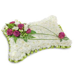 Lovingly assembled for moments of remembrance, this pillow-style sympathy cushion rests on a stark white field that highlights every detail and casts a faint shadow beneath, as if hovering with quiet dignity. The main body is a dense sea of immaculate white chrysanthemums, each tiny floret packed closely to create a soft, cloudlike surface that reads of peace and purity. A delicate lime-green satin ribbon is folded into a continuous scalloped border around the base, its cool, satiny sheen offering a subtle frame and a whisper of optimism. At the top-left a vivid cluster of deep magenta roses takes centre stage-rich, velvety blooms layered with delicate white freesia that lend a gentle perfume and a lighter visual accent. Sprigs of fern and vibrant green foliage cradle the cluster, providing textural contrast and a living backdrop. Slender arches of bear grass sweep across the cushion, their long, dark green lines adding rhythm and directing the eye toward the opposing corner where a single matching magenta rose sits, thoughtful and solitary. The roses' plush petals, the chrysanthemums' soft density, and the ribbon's smooth fold combine to form a composition that feels tactile even when described: cool ribbon under fingertips, the faint, sweet scent of freesia, and the velour of rose petals. As a Canonbury florist I place this pillow among the traditional tributes for funerals and memorials - Canonbury Flowers prepares similar arrangements for local services, including deliveries to Canonbury Square, Essex Road chapels and nearby cemeteries - its quiet, balanced design speaking of comfort, honour and gentle remembrance.
