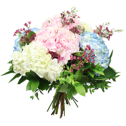 A softly lit, hand-tied bouquet of hydrangeas rests against a crisp white background, its colours unfolding in gentle waves of pastel reminiscent of a calm morning walk through Canonbury's tree-lined streets. The arrangement is dominated by generous, spherical heads of hydrangea in three main shades: delicate baby pink, cool sky blue, and creamy, almost ivory white. Each head is made of countless tiny petals, closely packed to create a plush, cushion-like surface that seems almost weightless and cloud-like. The pink blooms introduce a tender, romantic note, while the blue hydrangeas contribute a soothing, tranquil quality, and the white clusters brighten the entire composition with a sense of purity and simplicity. Threaded between these larger blossoms are slender stems of magenta filler flowers, likely waxflower, with tiny cup-shaped blooms that add flecks of vivid colour and a slightly wild, meadowy feel. Surrounding and supporting the flowers is a collar of vibrant foliage, from broad, polished dark green leaves to smaller, oval leaves in a lighter shade, giving the bouquet fullness and natural movement. The stems are carefully gathered and tied at the base, creating a rounded, balanced shape that feels both polished and relaxed, much like a thoughtfully arranged table in a Canonbury townhouse overlooking New River Walk. The clean white backdrop accentuates every hue and texture, allowing the pastel hydrangeas and rich greens to stand out clearly. The overall mood is peaceful and uplifting, ideal for sending comfort, marking a quiet celebration, or brightening a study or living room in this corner of North London.