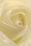 This close-up reveals the very soul of a Canonbury-grown rose, its creamy white petals curling inward like gentle waves lapping at the bank of New River. The play of light and shade brings a soft luminosity, with each fold touched by a subtle golden cream and accented by the faintest shadows. As if nestled within the bloom itself, you sense the delicate silkiness inviting exploration, your imagination drawn to the hint of a cool morning fragrance hanging in the air. There's an unmistakable sense of calm-much like that found in the tranquil green spaces scattered throughout Canonbury-where every petal seems to cradle both fragility and strength. To a florist with deep roots in the area, such a rose embodies the ultimate gesture of grace, perfect for conveying unspoken admiration, sympathy, or the start of something new. This isn't just a flower, but a work of local artistry, reflecting the patient hands and thoughtful hearts at Canonbury Flowers. With details so vivid, you can almost feel the serenity, purpose, and beauty within every petal, as if the entire spirit of Islington was gathered up and gifted in bloom.