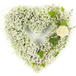 A heart-shaped tribute rendered almost weightless by a dense cloud of tiny white Baby's Breath (Gypsophila), photographed against a clean white background. From a gentle distance the mass of minute, snow-white blossoms reads like a soft, pillowy veil - airy to the eye yet solid in its classic heart silhouette. Nestled into the upper right curve is a single ivory-cream rose, its petals curled in a slow, deliberate spiral that catches the light and becomes an intimate focal point. Around the rose, glossy dark-green ivy leaves trace their lobed outlines, offering strong, grounding lines that contrast with the baby's breath's feathery texture. Interspersed among the ivy are pale, narrow-leaved sprigs-eucalyptus-like greenery that adds a cool, silvery-green tone and a subtle whisper of texture along the right-hand diagonal. The overall lighting is bright and even, softening shadows so the delicate edges of each tiny bloom are visible and the rose's velvety surface seems to glow; the arrangement suggests a faint, clean scent of garden air and fresh foliage. Emotionally the piece reads as serene and reverent - white for innocence and remembrance, the lone rose as a gentle salute. As a sympathy or memorial composition, the design feels carefully considered: every stem positioned to maintain the integrity of the heart shape while allowing small details to breathe. A local florist's hand is implied in the crisp finish and balanced contrast between cloudlike gypsophila and the strong green accents, making this a quiet, dignified expression of loss, memory, and enduring affection for funerals or private remembrances around Canonbury and neighbouring streets.